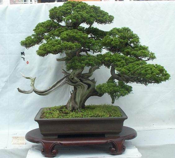 要让你的盆景土壤适应天气