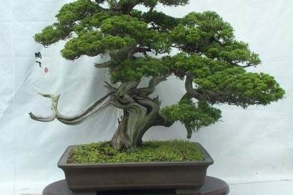 要让你的盆景土壤适应天气