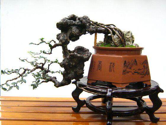 盆景土壤的有机与无机