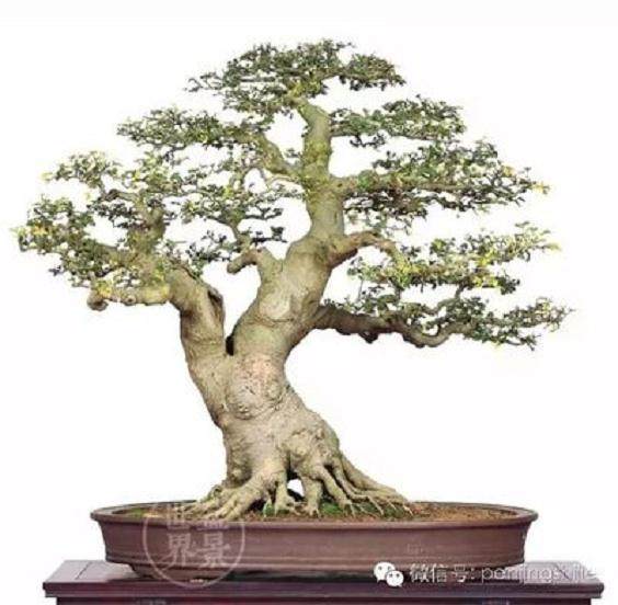 我自己的盆景土壤配方