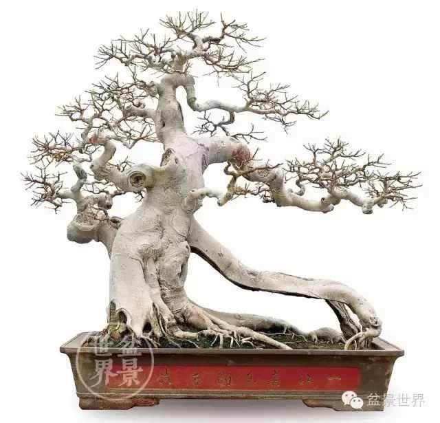 迈克尔对我想要用盆景设计的地方产生了很大的影响