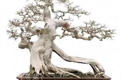 迈克尔对我想要用盆景设计的地方产生了很大的影响