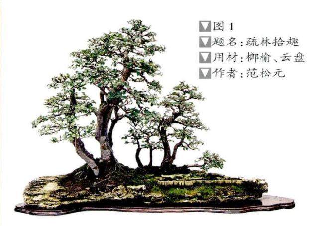 丛林盆景的主干与主枝初步造型的4个方法