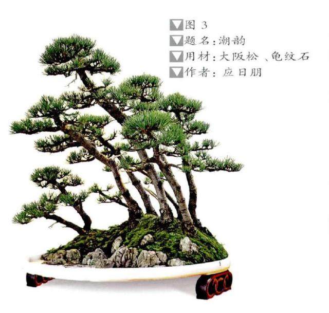 丛林盆景的主干与主枝初步造型的4个方法