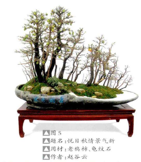 通过4个方面来给丛林盆景的选择用盆