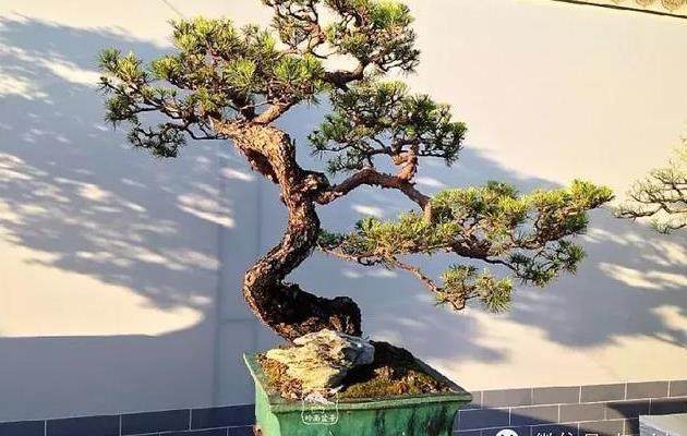 北京中山公园唐花坞成功举办盆景国际竞赛