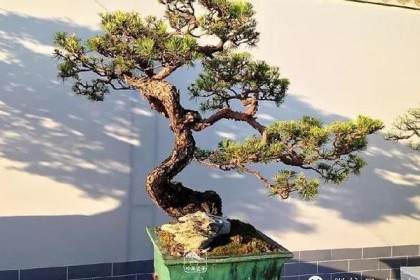 北京中山公园唐花坞成功举办盆景国际竞赛