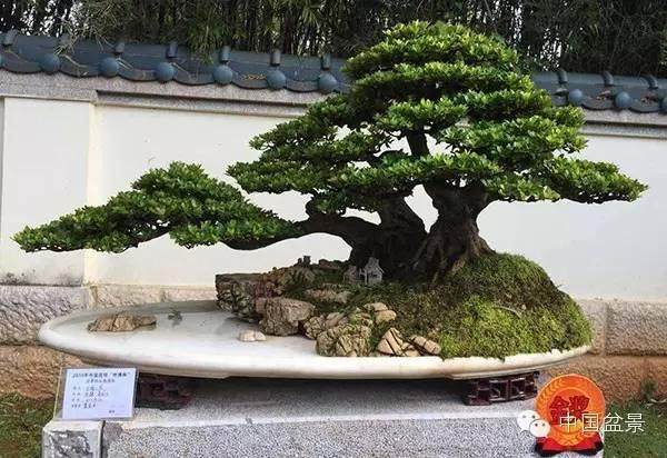 盆景交流展在赤壁市神山镇神来山庄成功举办