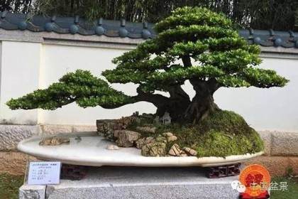 盆景交流展在赤壁市神山镇神来山庄成功举办