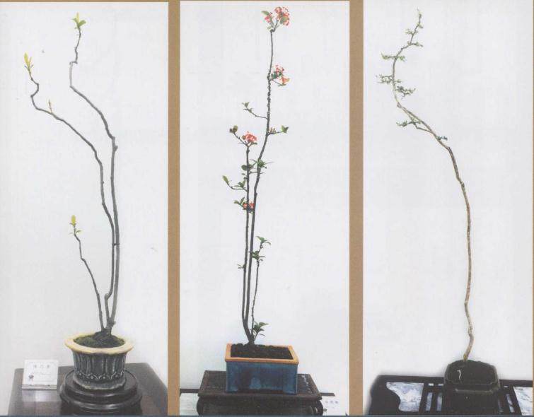 江门市家具展馆成功举行2018盆景艺术展