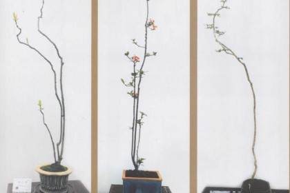 江门市家具展馆成功举行2018盆景艺术展