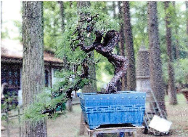 刘昌广出席昆明出席云南省第八届盆景艺术展