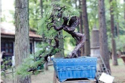 刘昌广出席昆明出席云南省第八届盆景艺术展