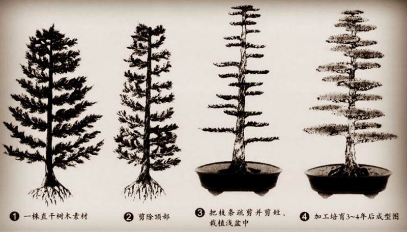 直干式松柏盆景的制作简述