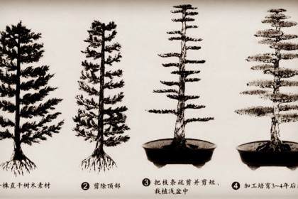 直干式松柏盆景的制作简述
