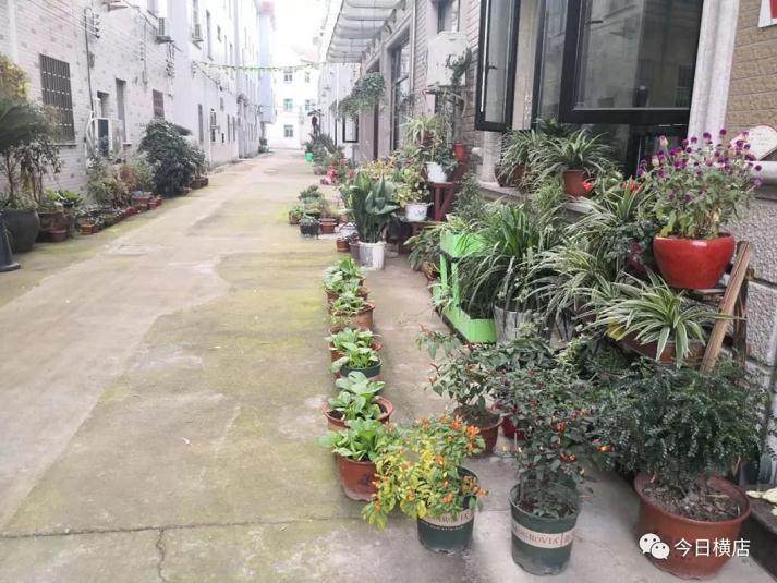 横店镇雅堂小区居民房前的果蔬盆景又添了新成员