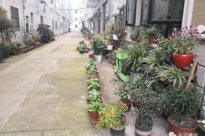 横店镇雅堂小区居民房前的果蔬盆景又添了新成员