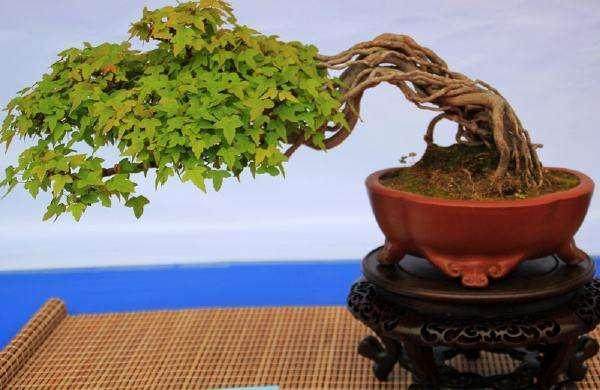 第四届盆景艺术精品展召开新闻发布会