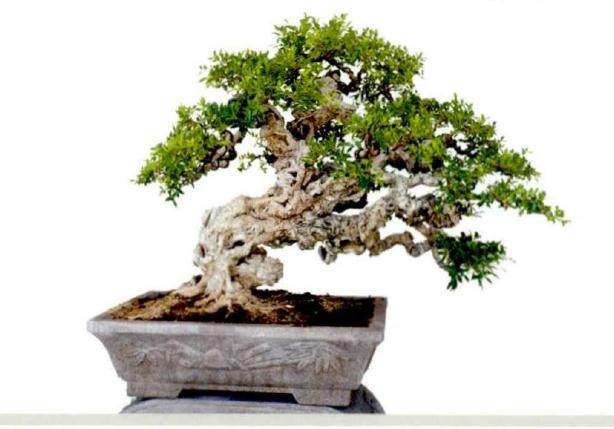 本期榕树盆景是柯成昆先生的新近之作