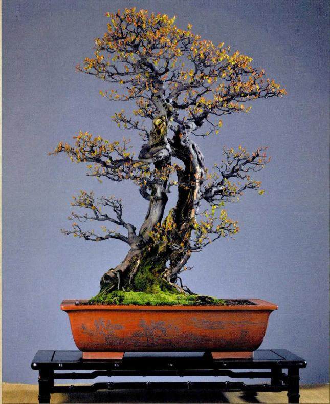双干式成大树型盆景《御风遗韵》