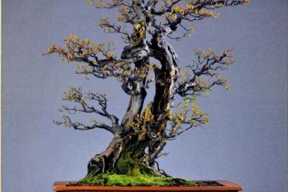 双干式成大树型盆景《御风遗韵》