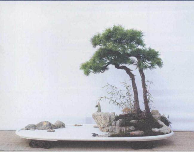 山东盆景协会联盟精品邀请展成功举办