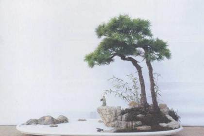 山东盆景协会联盟精品邀请展成功举办