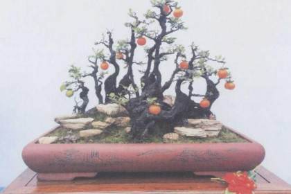 重庆市花卉盆景协会主办盆景艺术展