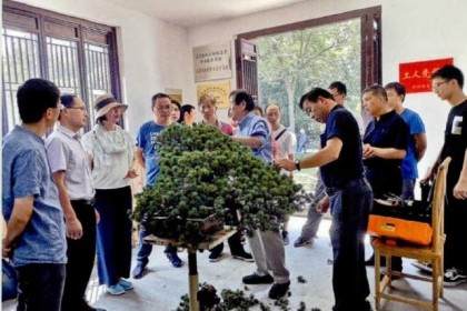 张小宝先生是中国最知名的盆景收藏家之一