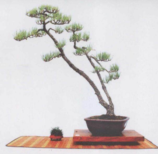 黑松盆景的生桩栽培方法