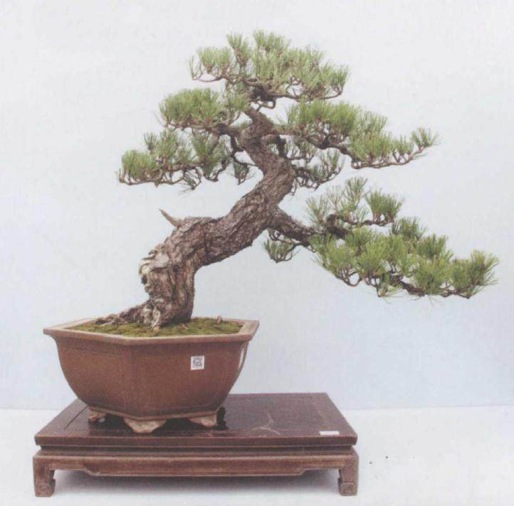 黑松盆景的生桩栽培方法