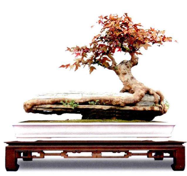 玩盆景 玩的是一种文化 要与时俱进