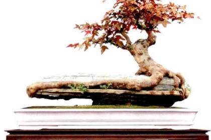 玩盆景 玩的是一种文化 要与时俱进