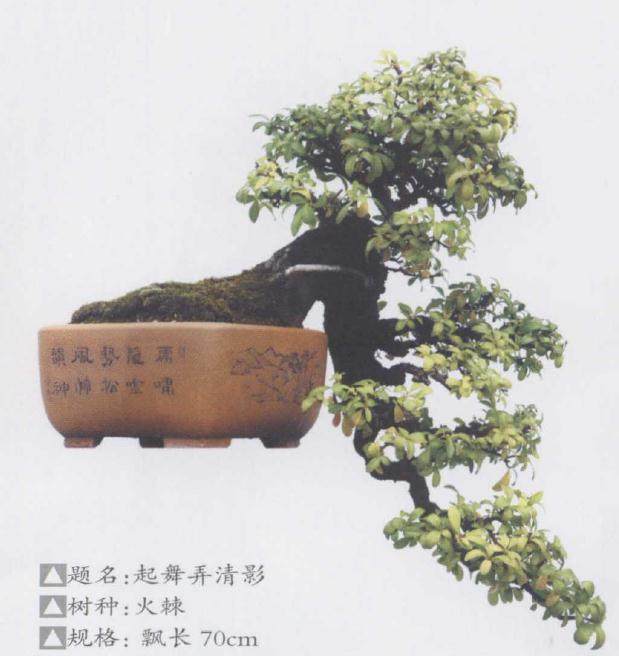 玩盆景 玩的是比活动 为盆景爱好者搭建一种人品