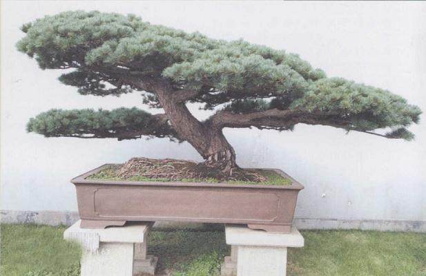 五针松盆景的树坯培养