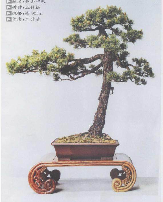 五针松盆景的制作理论