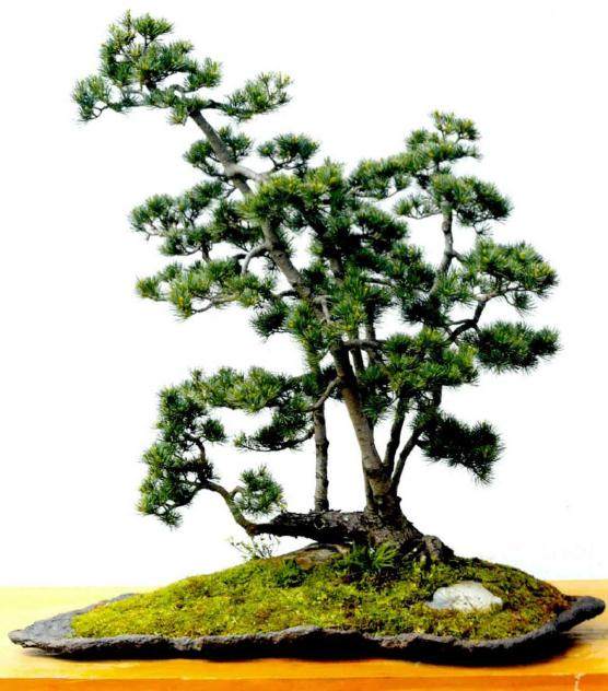 五针松盆景发芽后怎么造型的方法