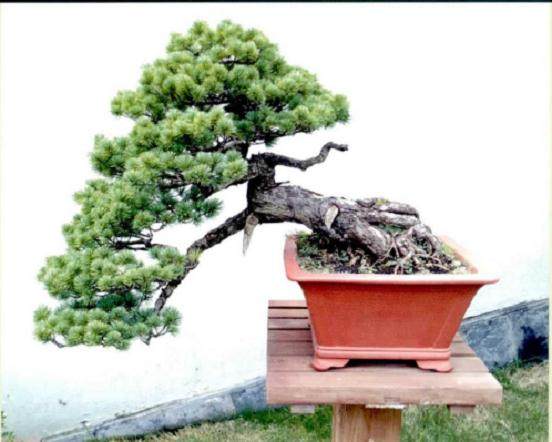 五针松盆景发芽后怎么造型的方法