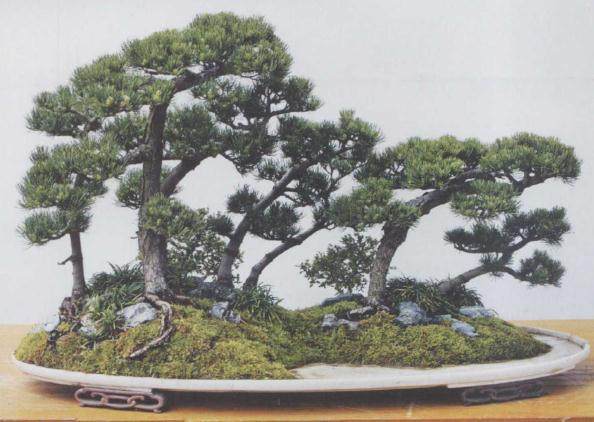 五针松盆景的配盆