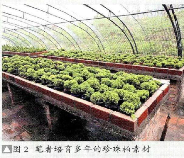 图解 山水盆景《秋山晚翠》设计制作过程