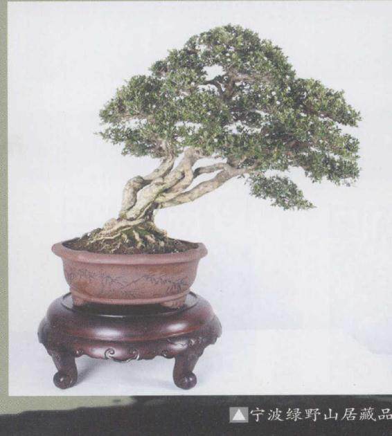 花木盆景杂志已经出版发行500多期