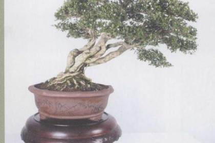 花木盆景杂志已经出版发行５００多期