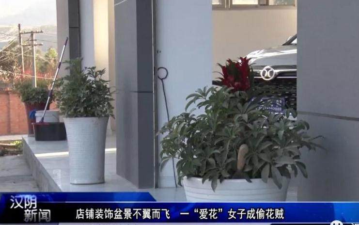 店铺装饰盆景不翼而飞 一爱花女子成偷花贼