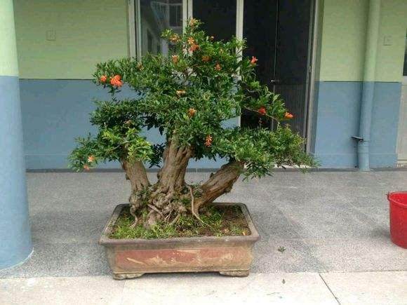 修剪石榴盆景的时候大家要注意如下两点