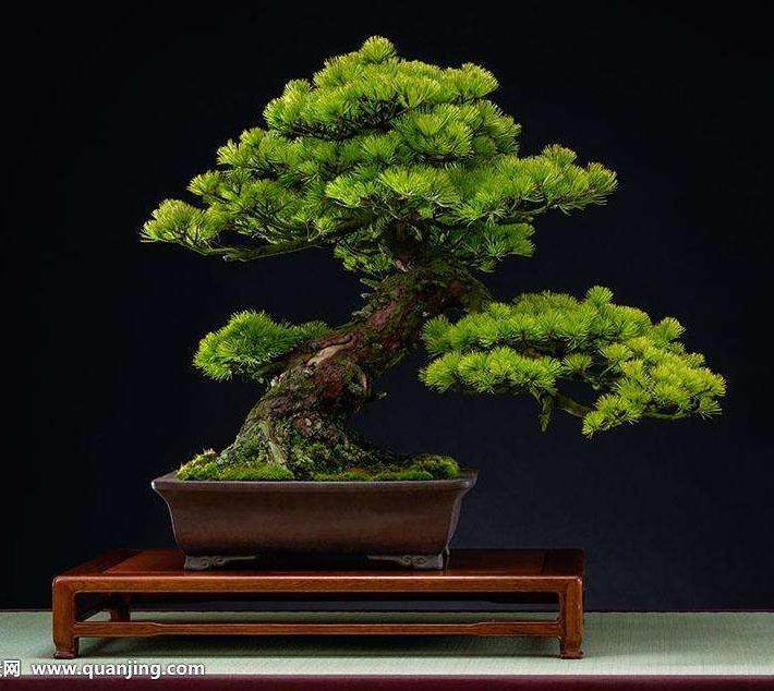 盆景技巧之日式修剪法