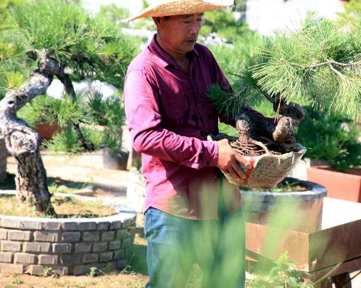 盆景达人张金山 制作技艺不一般
