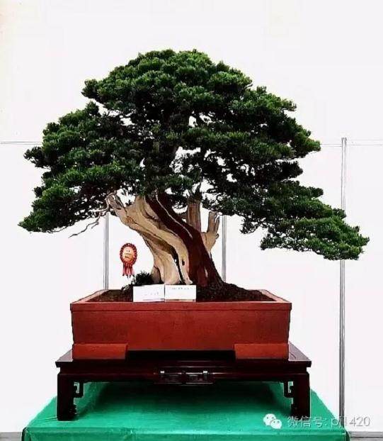 盆景收藏如何能少走弯路 少交学费?