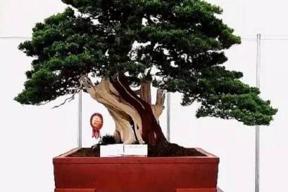 盆景收藏如何能少走弯路 少交学费？