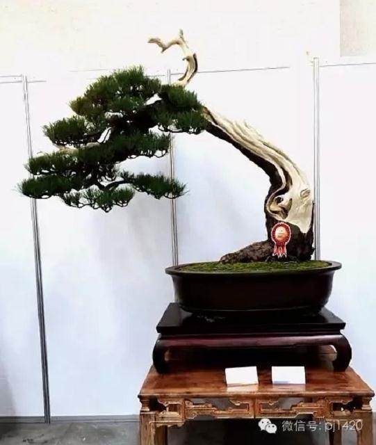 怎么看中国盆景和日本盆景的不同?