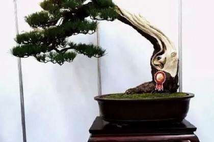 怎么看中国盆景和日本盆景的不同？